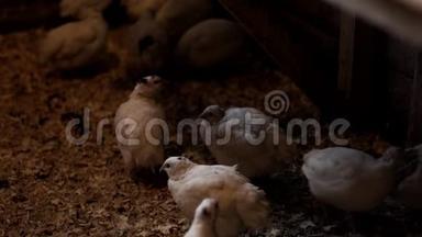 家禽养殖场的鹌鹑。 家禽养殖鹌鹑的养殖